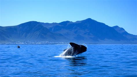 Best time to see whales in Hermanus